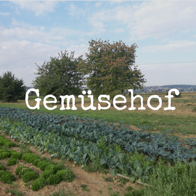 Gemüsehof Steiger – Bild 6