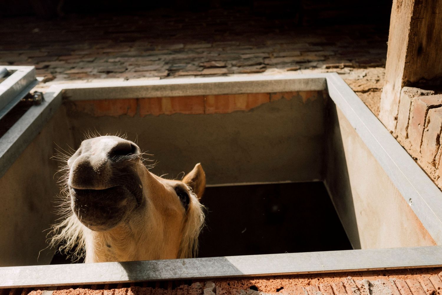 Erlebnishof im Maschhaupt – Bild 1