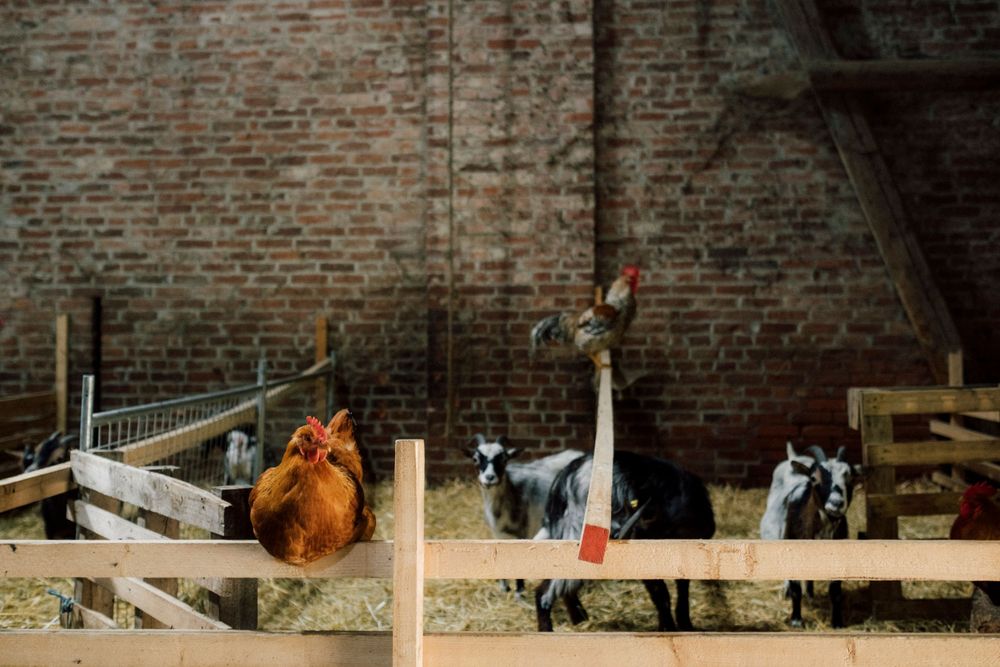 Erlebnishof im Maschhaupt – Bild 2