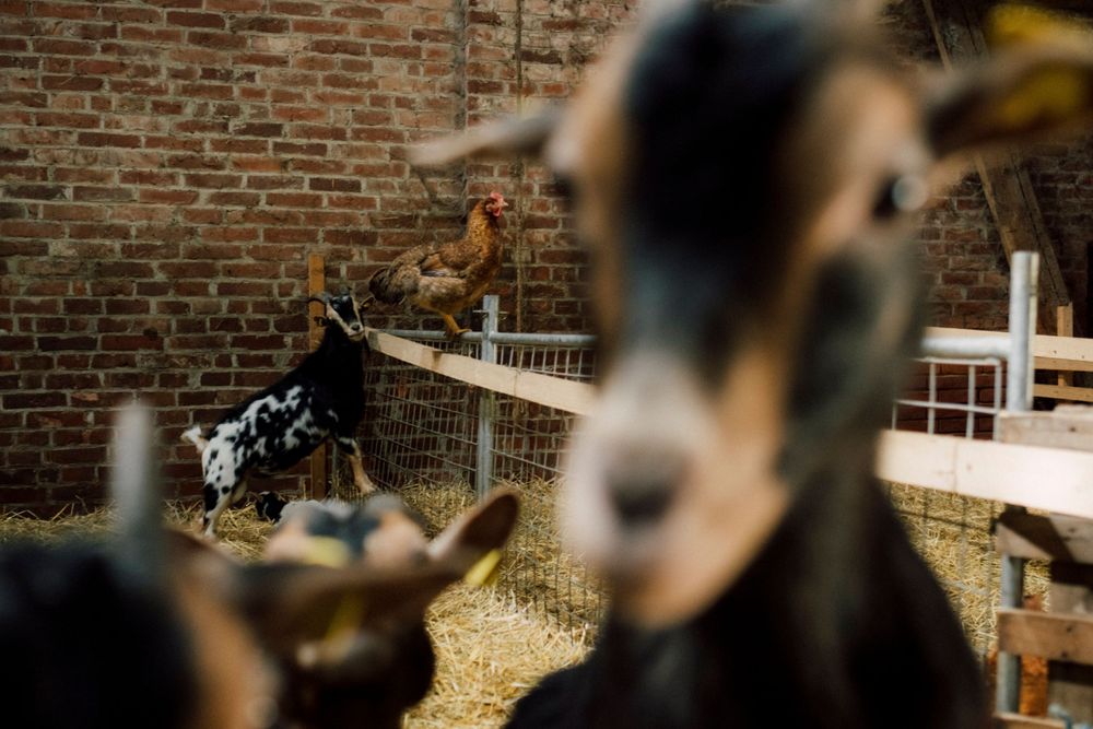 Erlebnishof im Maschhaupt – Bild 3