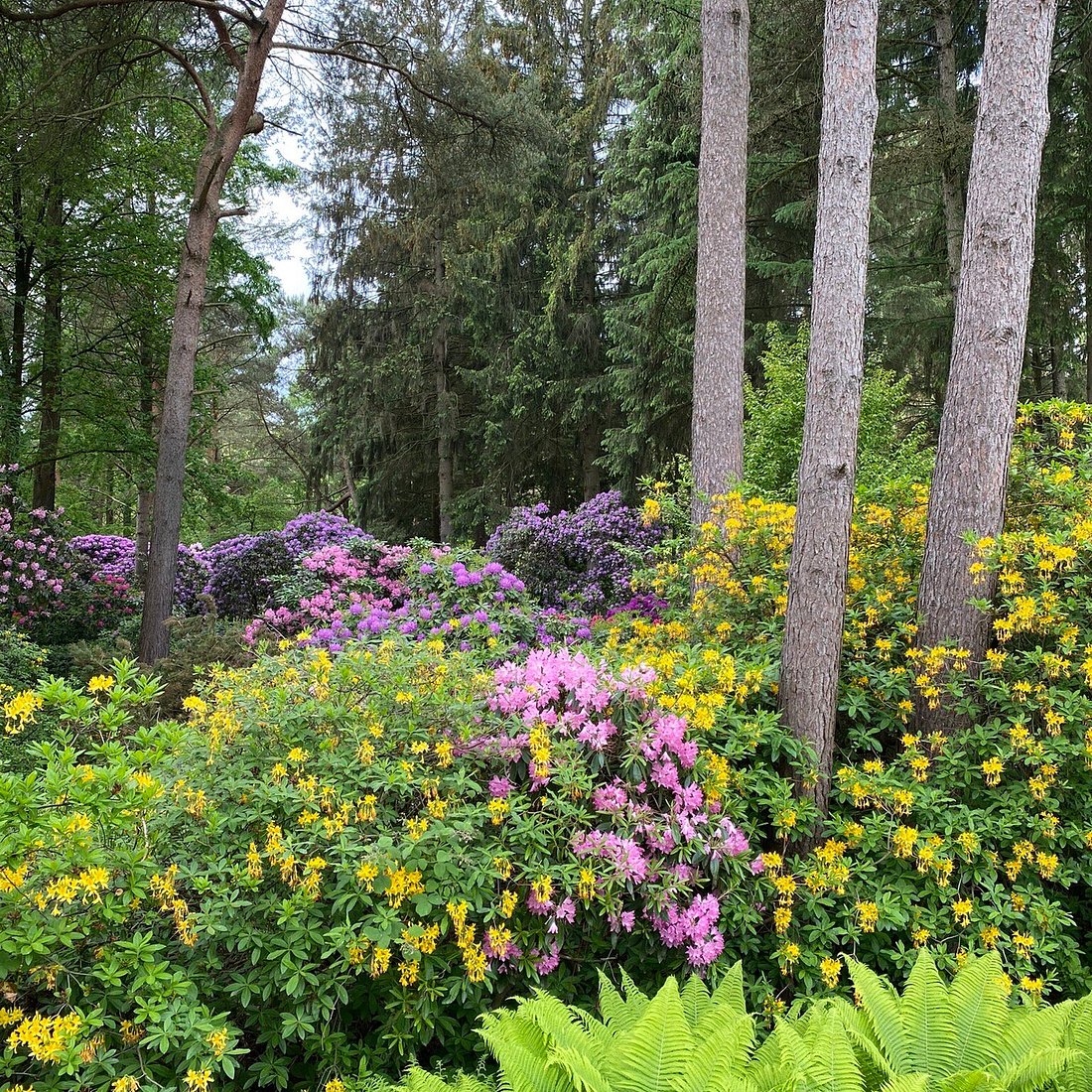 Rhododendronpark – Bild 3
