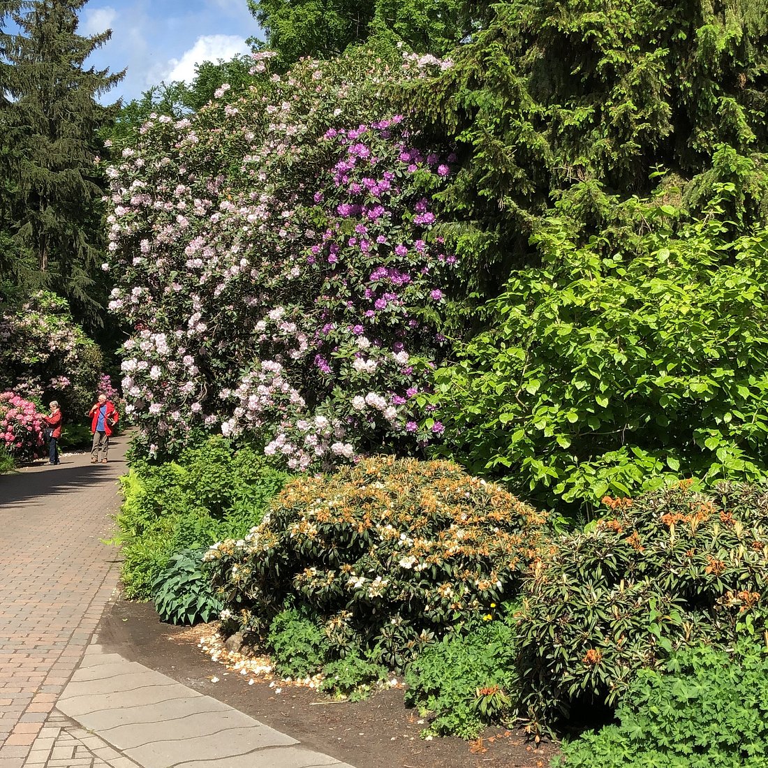 Rhododendronpark – Bild 5