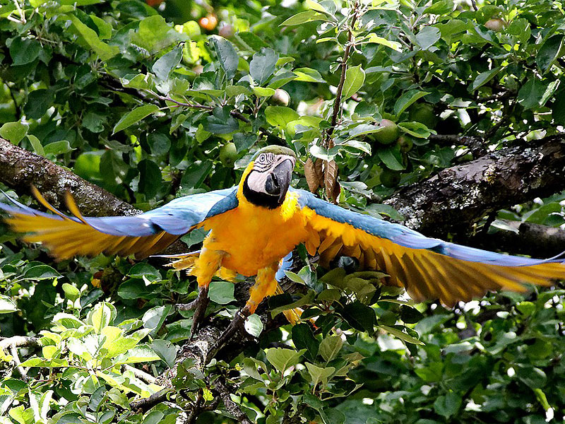 Vogelpark Heiligenkirchen - der Familienpark in NRW – Bild 3