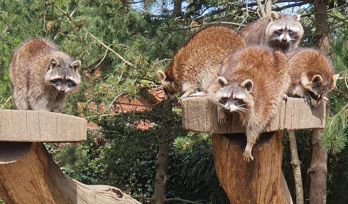 ZOO BRAUNSCHWEIG – Bild 5