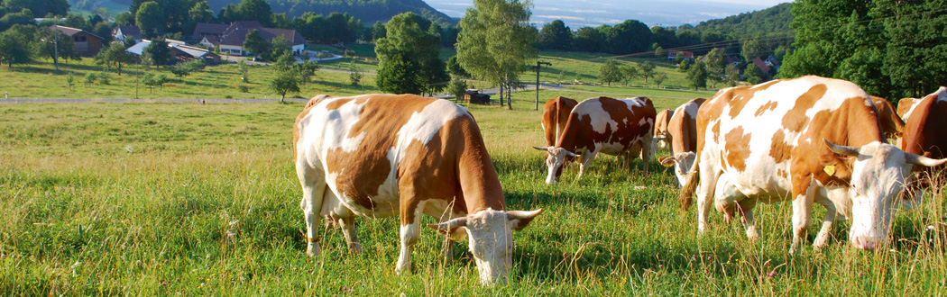 Maarstube – Bild 3