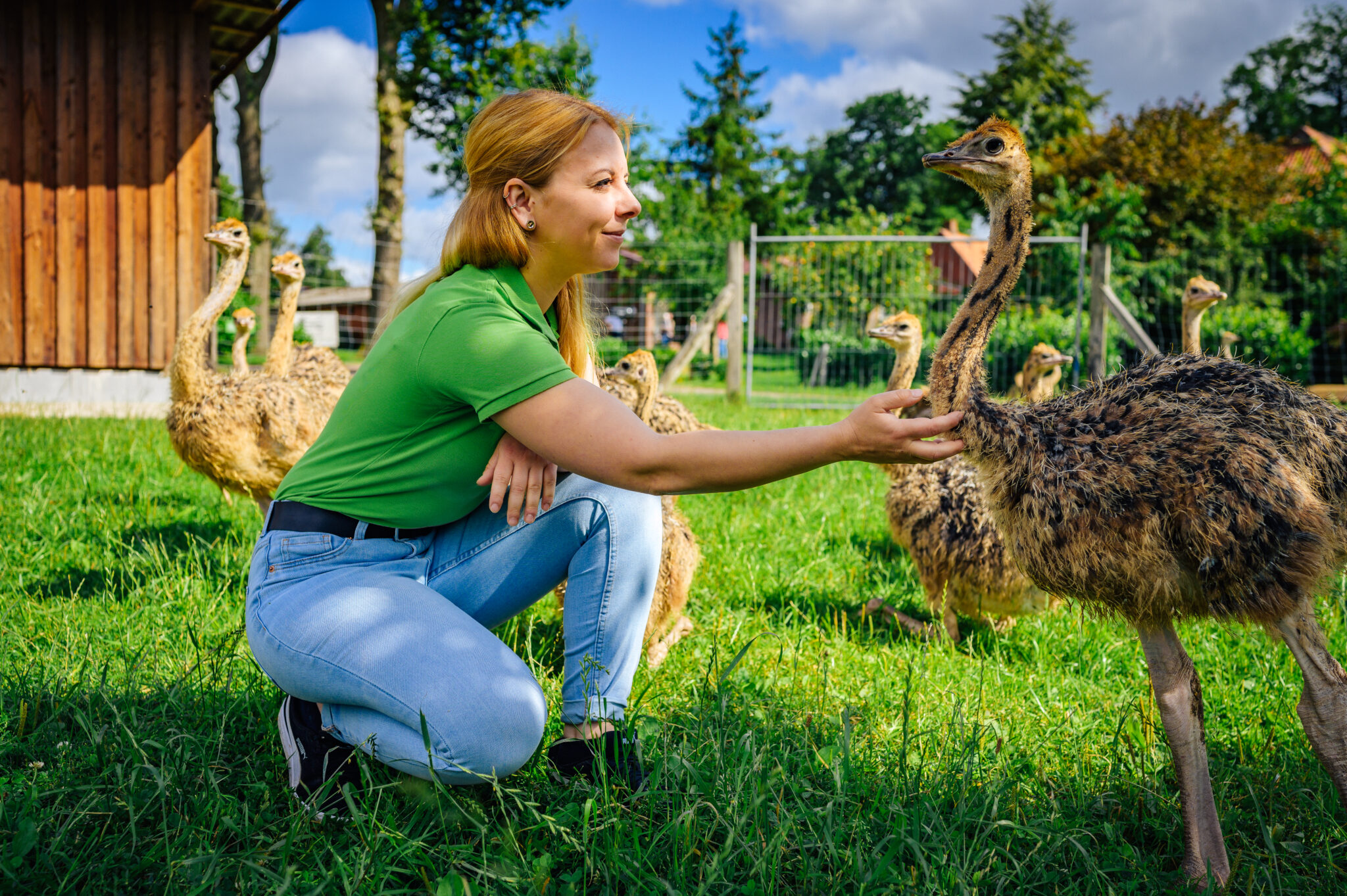 Straussenfarm Heidekreis – Bild 3