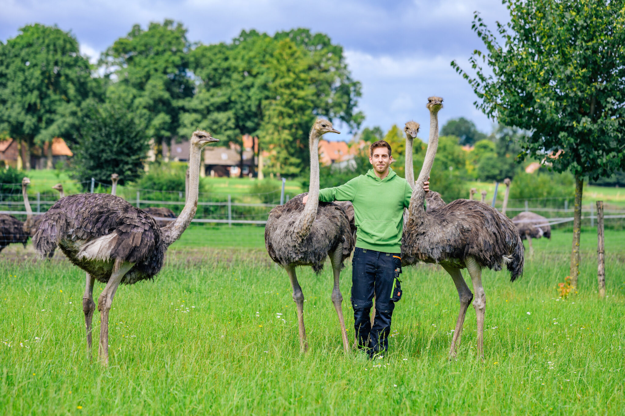 Straussenfarm Heidekreis – Bild 4