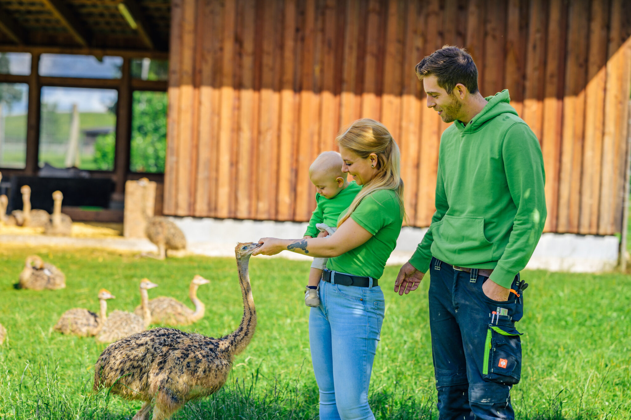 Straussenfarm Heidekreis – Bild 5