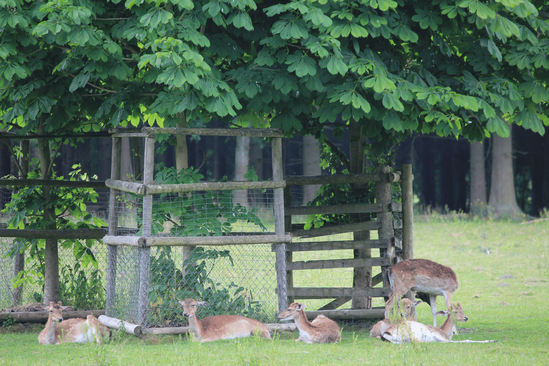 Wildpark im Stadtforst Uelzen – Bild 2