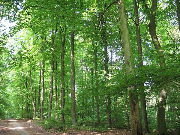 Wildpark im Stadtforst Uelzen – Bild 3