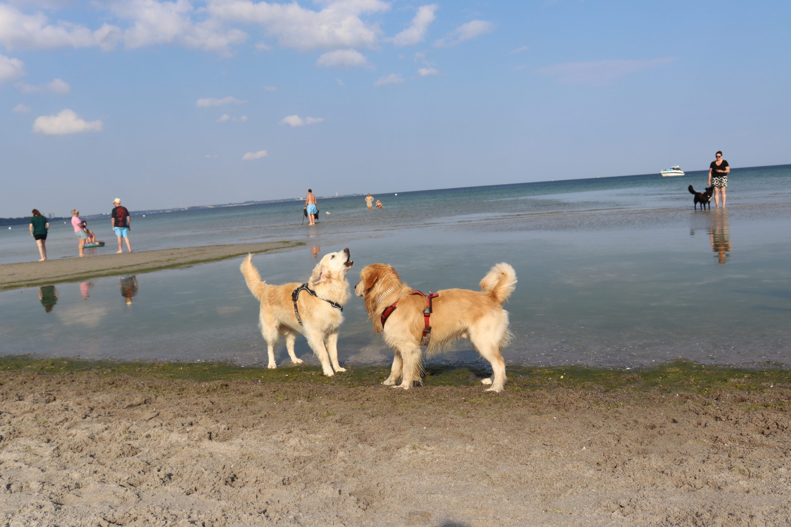 Angelpunkt/ Hunde Badestrand – Bild 4