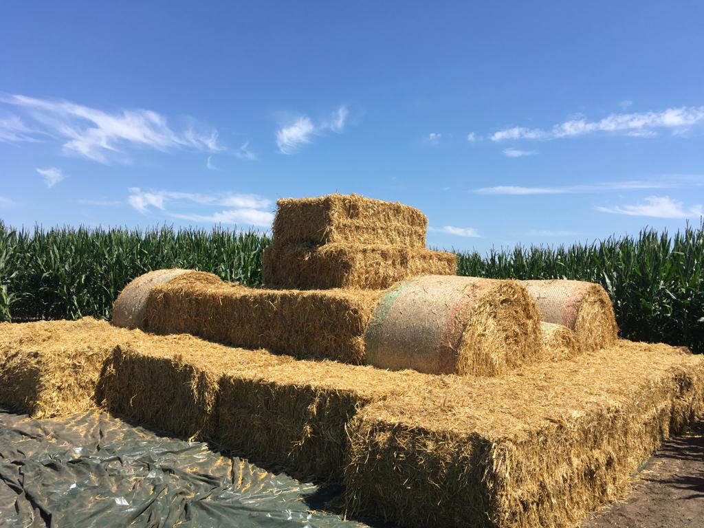 Maislabyrinth Ostbevern – Bild 2