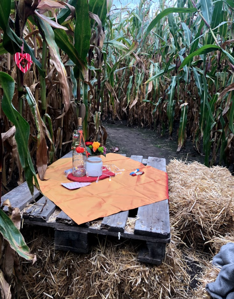 Maislabyrinth Ostbevern – Bild 4