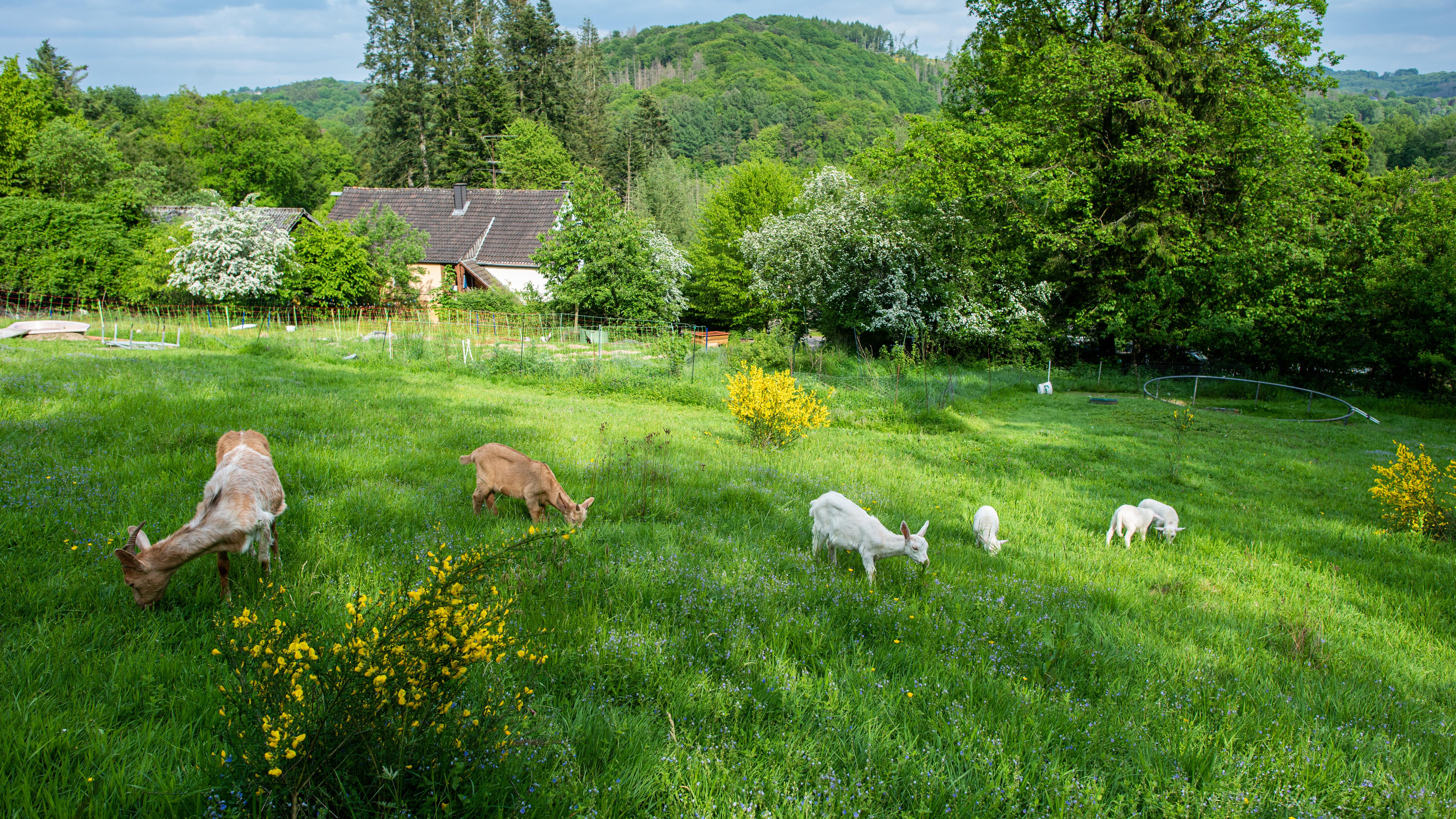 Biobauernhof Scheurenhöfchen – Bild 4