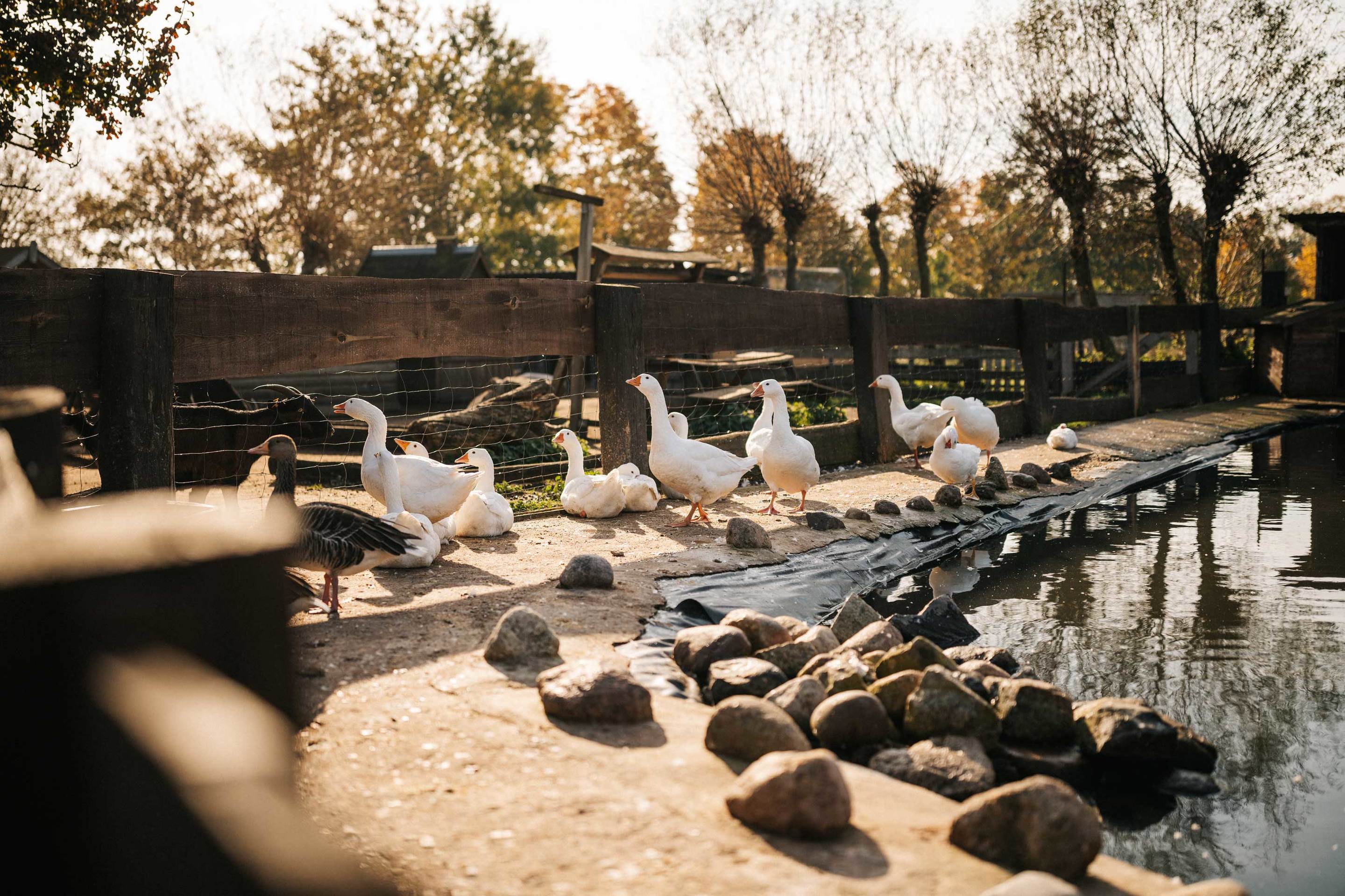 Kinderbauernhof Marienhof – Bild 5
