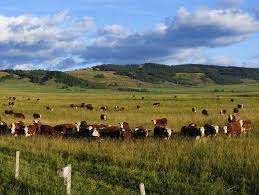 Simpson Ranching Limited – Bild 1