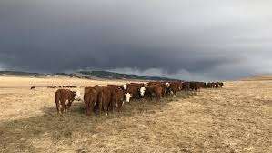 Simpson Ranching Limited – Bild 2