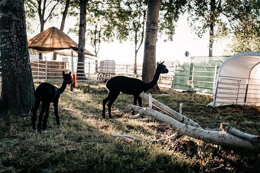 CORNYS MAISLABYRINTH – Bild 2