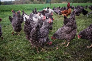 Hof Tieskötter – Bild 6