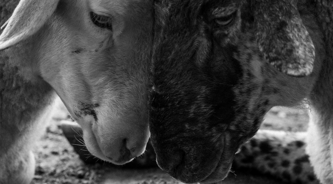 Janinas Erlebnishof – Bild 5