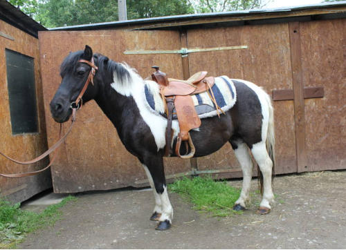 Conchita Ranch – Bild 3