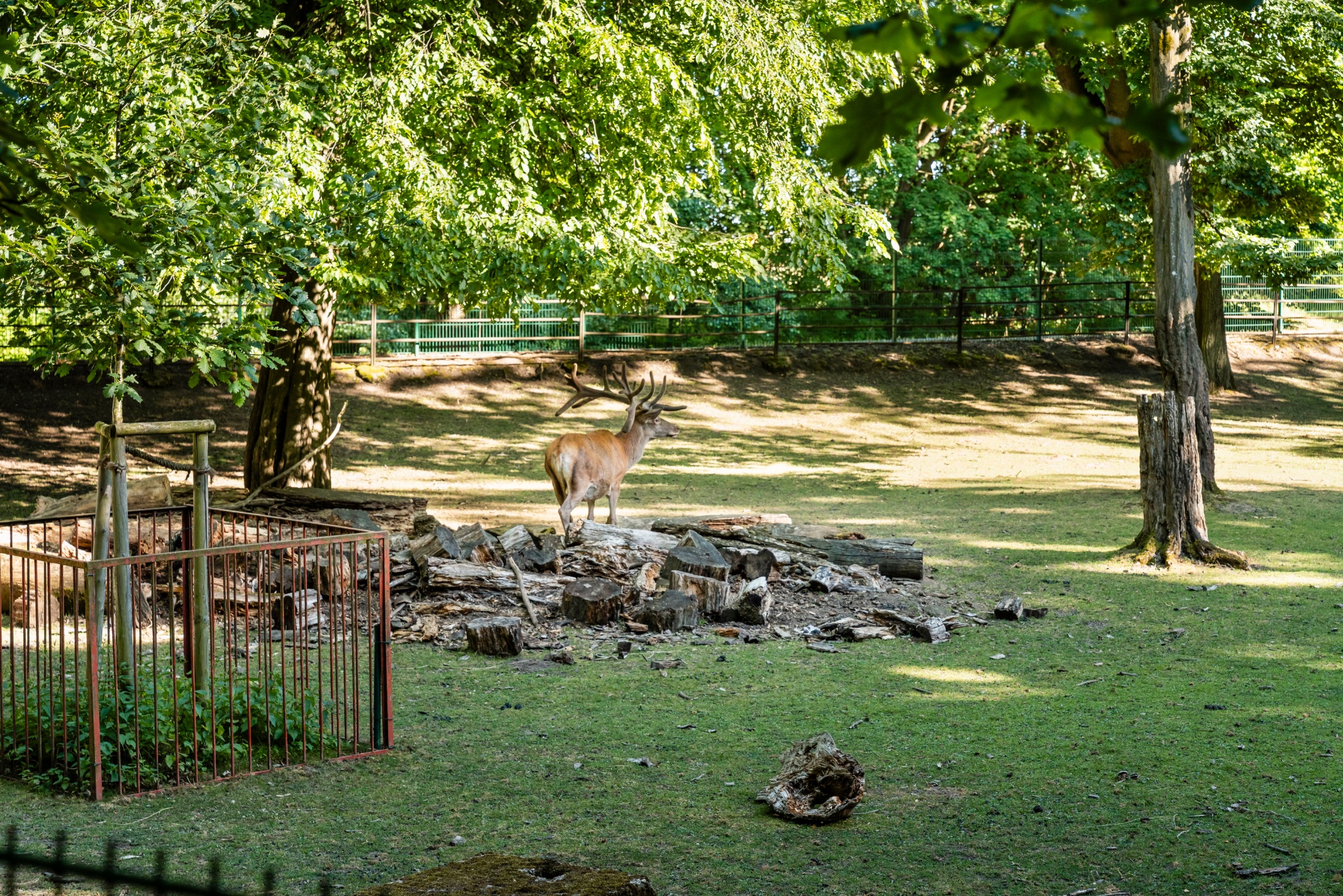 Heimattierpark Wiesenpark Oschersleben – Bild 3