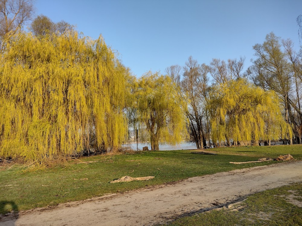 Rheinufer Ingelheim Picknickplatz – Bild 4