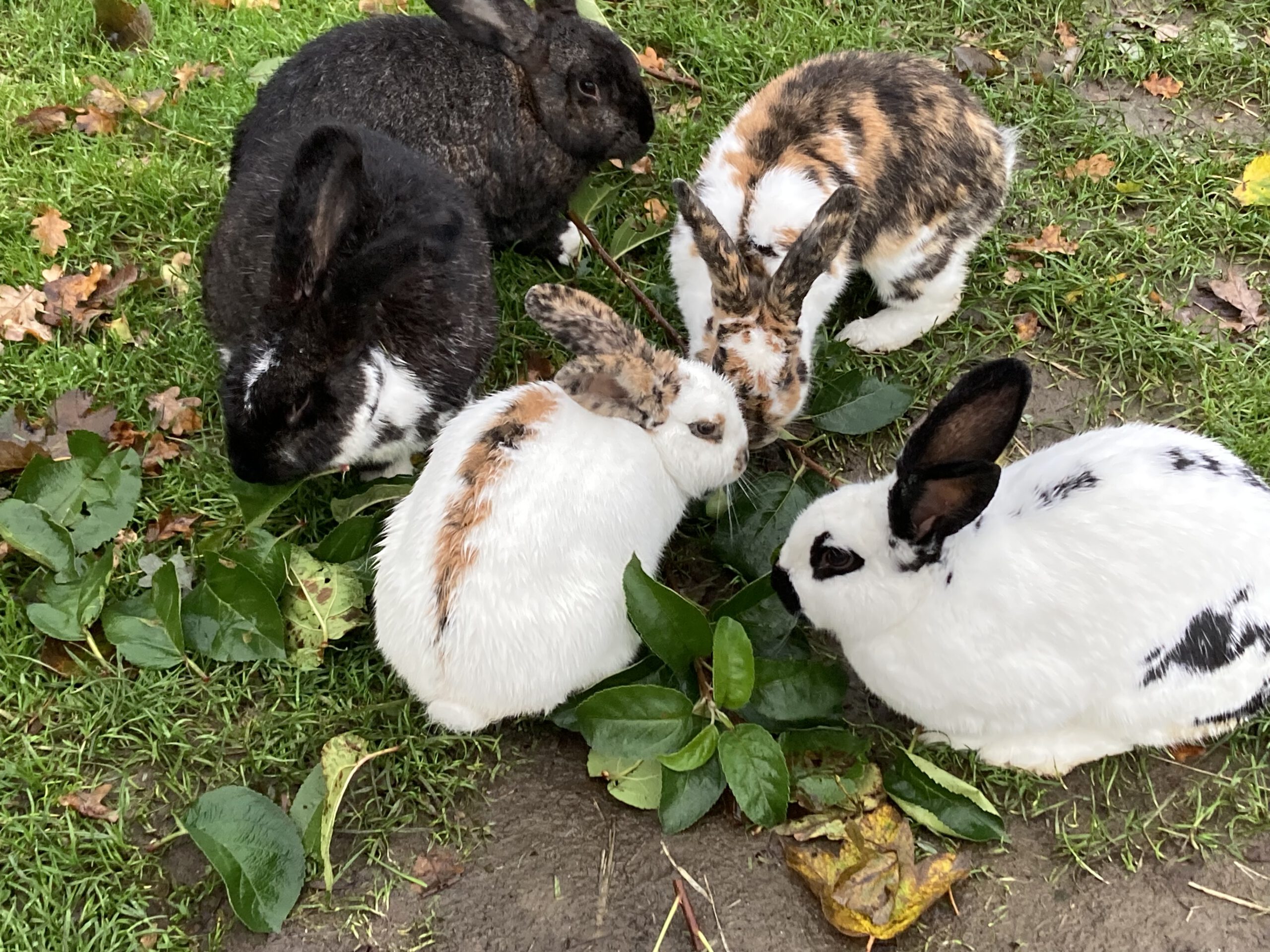 Hof Wessels, Hertener Bürgerstiftung – Bild 5