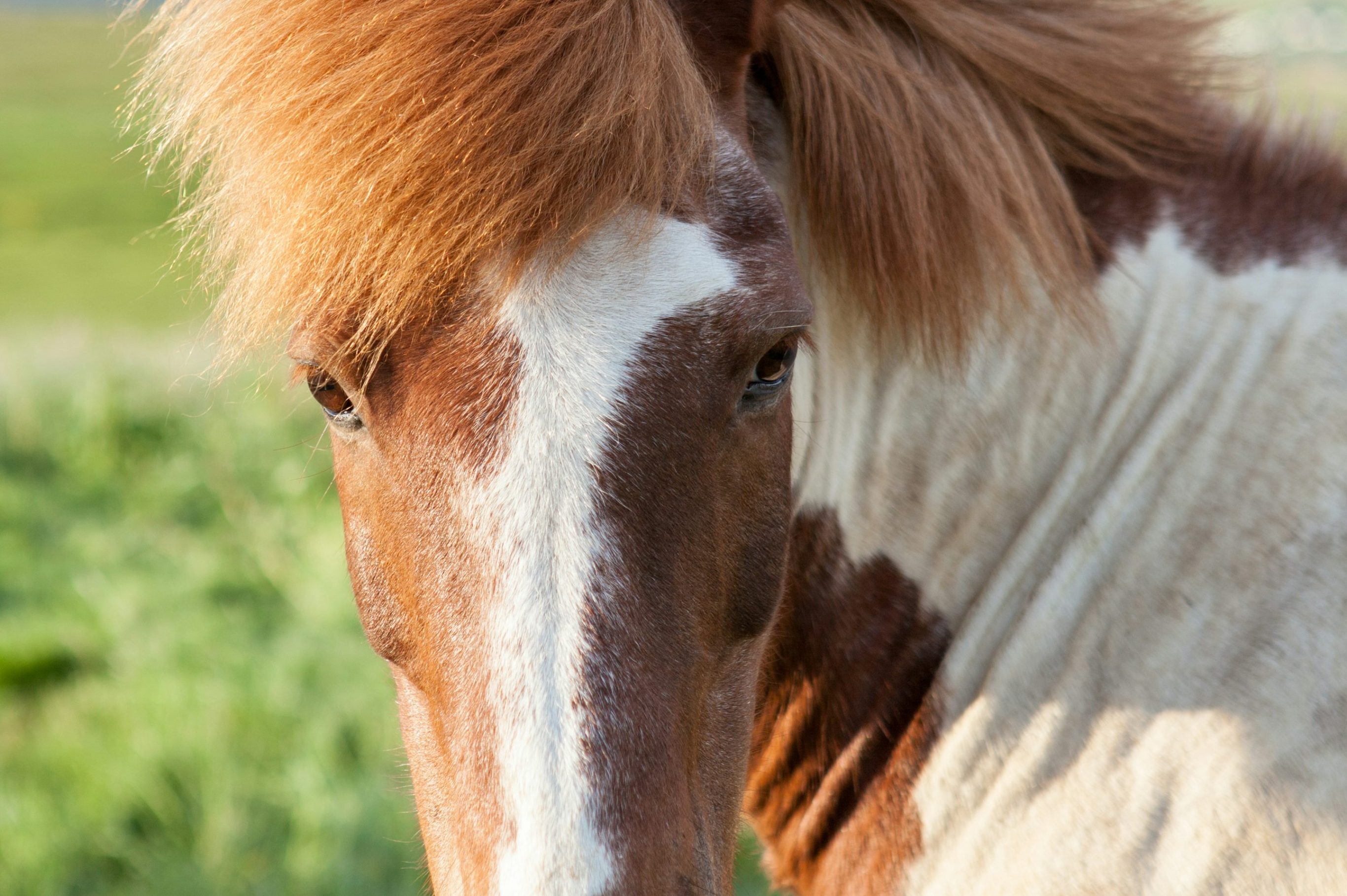 Ponyhof Benning – Bild 2