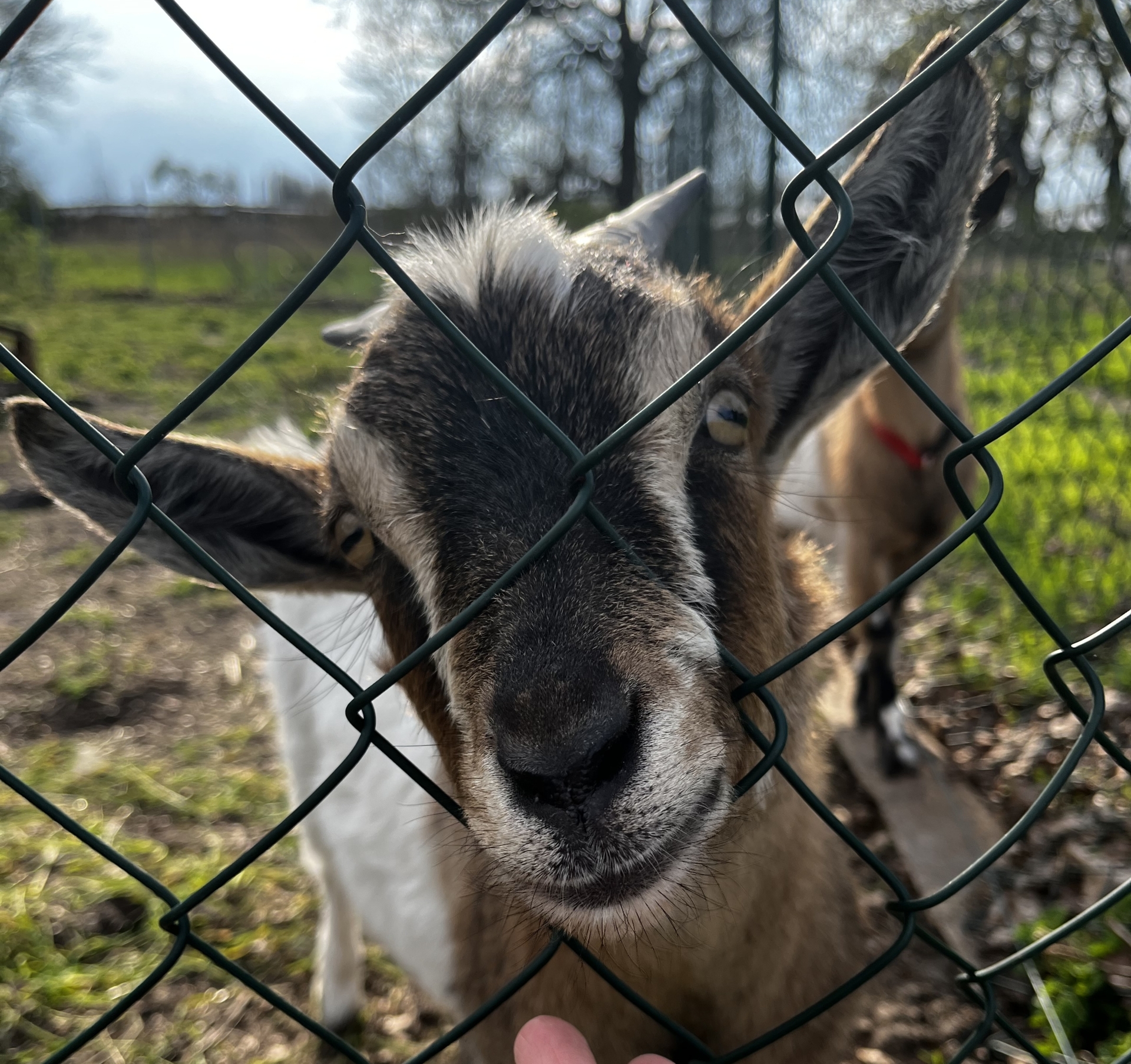 Kita auf dem Bauernhof – Bild 3