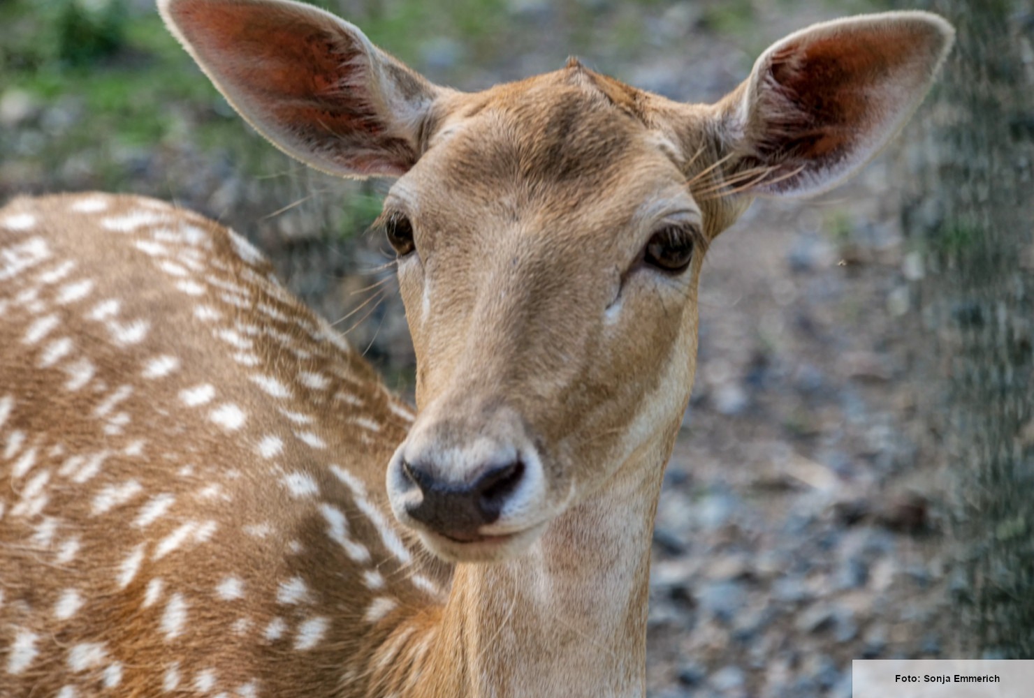 Wildgehege Grutholz – Bild 5