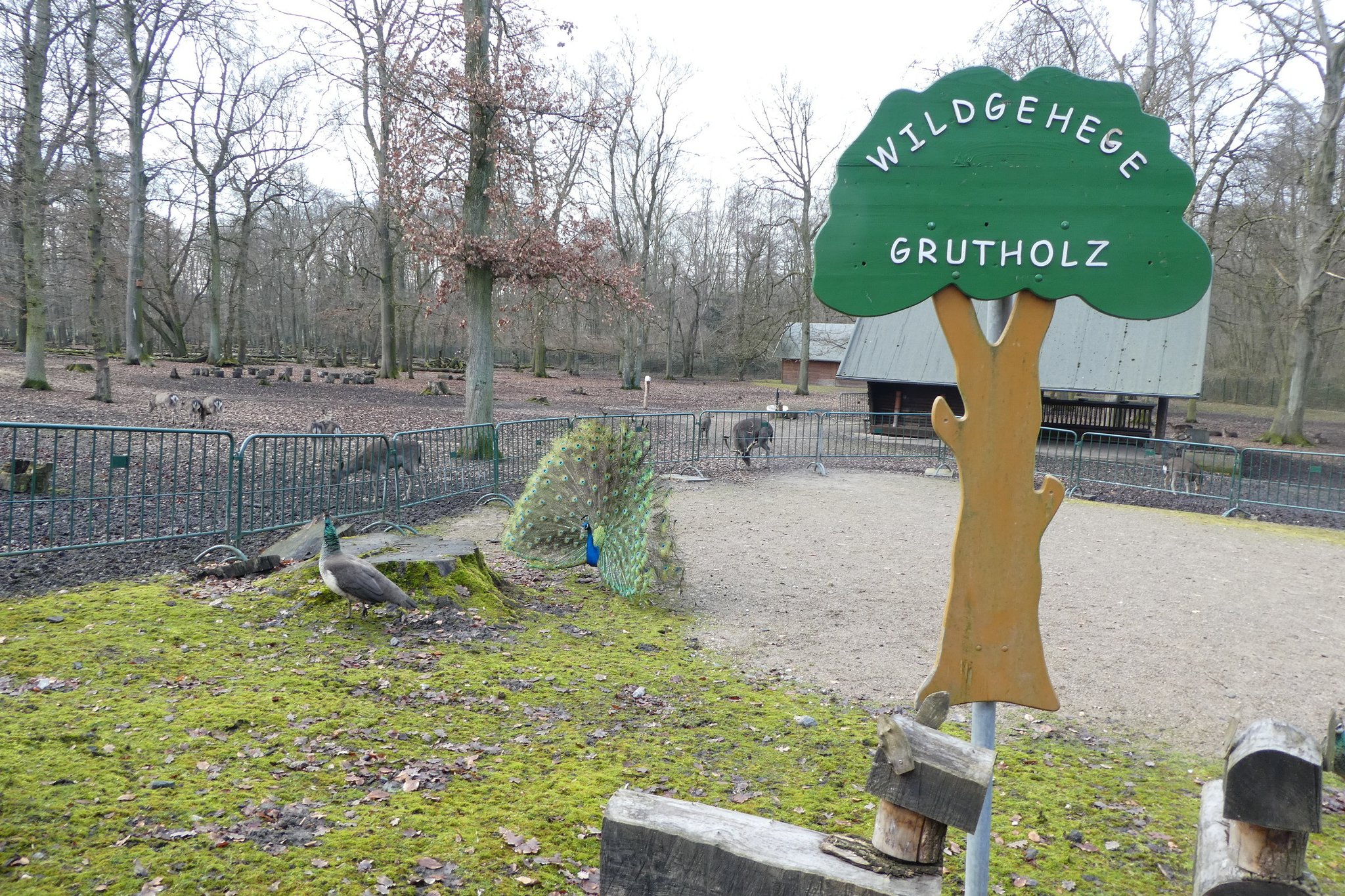 Wildgehege Grutholz – Bild 6