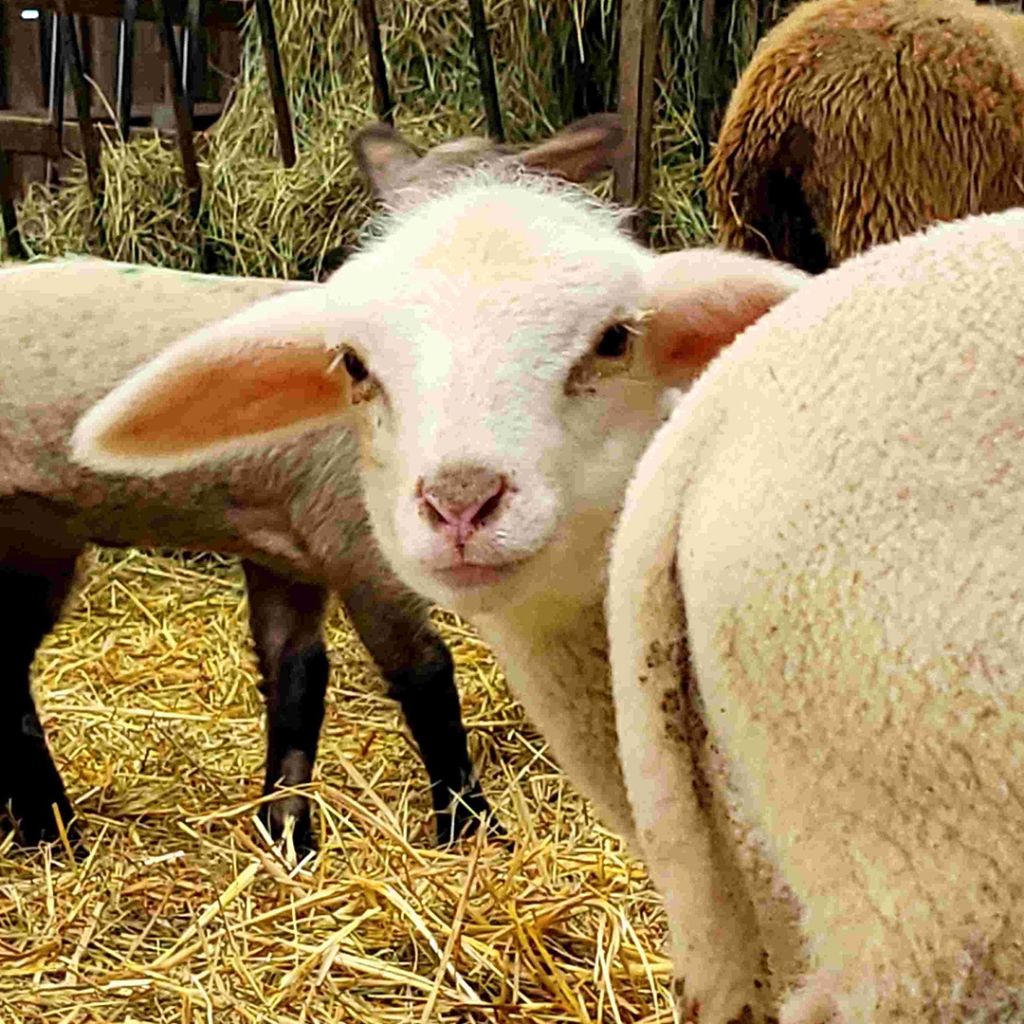 Butzelhof – Bild 2