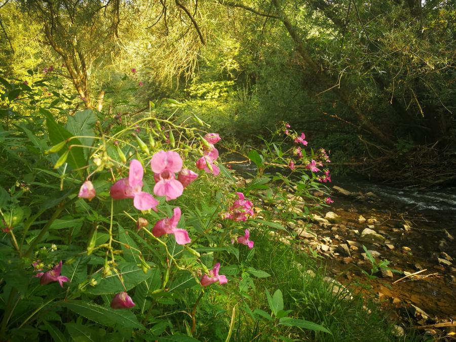 Naturfreundehaus Merkstein – Bild 5