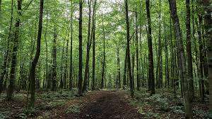 Francis Guindon Park – Bild 6