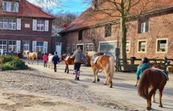 Ponyhof Wefelpütt – Bild 5