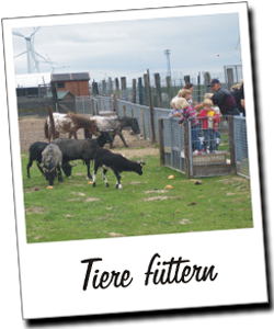 Erlebnisbauernhof Blomland – Bild 2