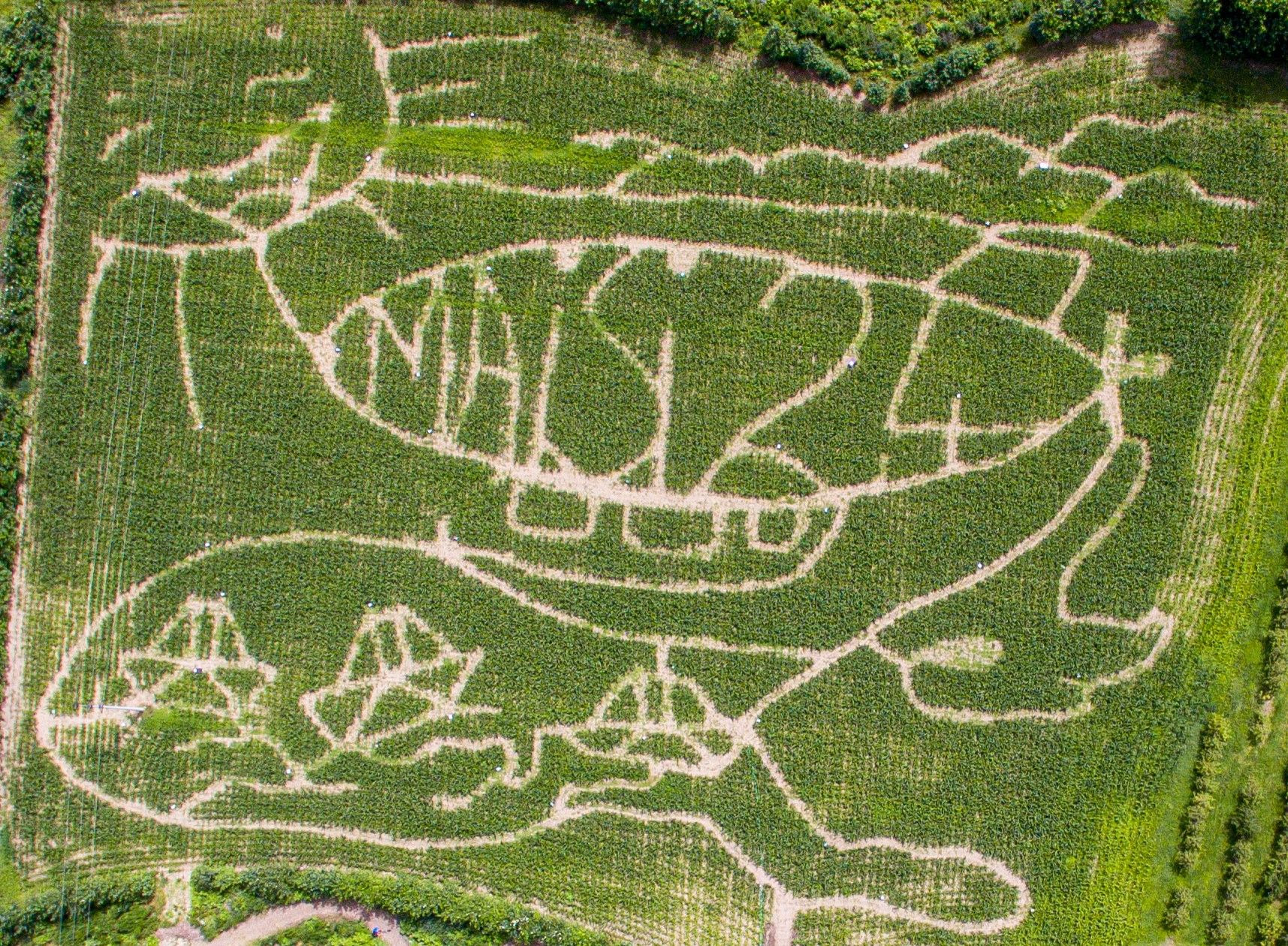 Mais-Labyrinth – Bild 4