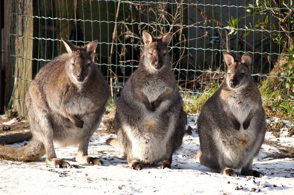 Zoo Stralsund – Bild 4