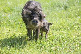 Tierpark Augusta Raurica – Bild 4