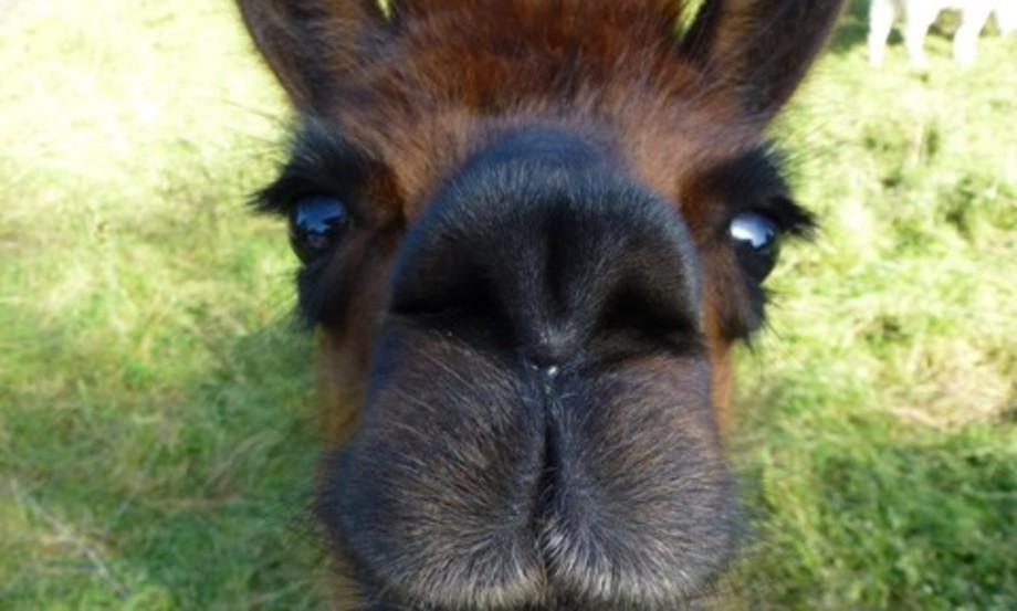 Hof Roßkamp - Hans-Gerd Roßkamp – Bild 6