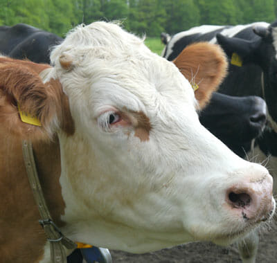 Hof Falkenhusen – Bild 5