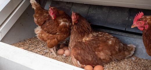 Hof Falkenhusen – Bild 6