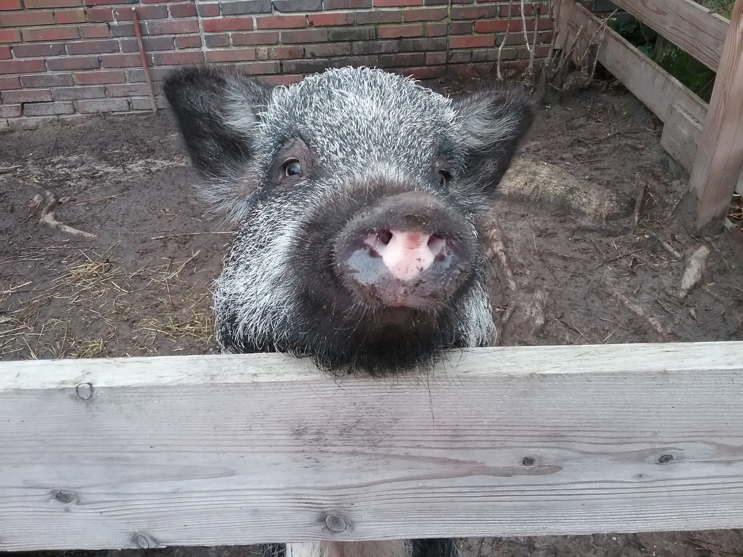 Familienhof Oltmer – Bild 2