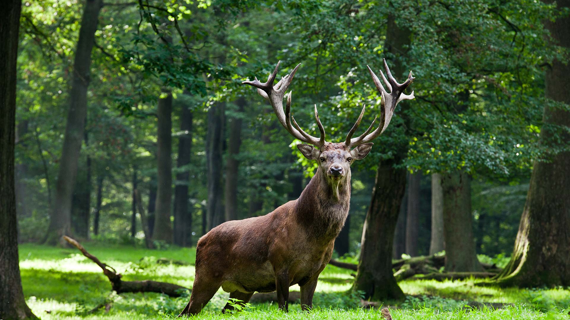 Wildpark Neuhaus – Bild 2