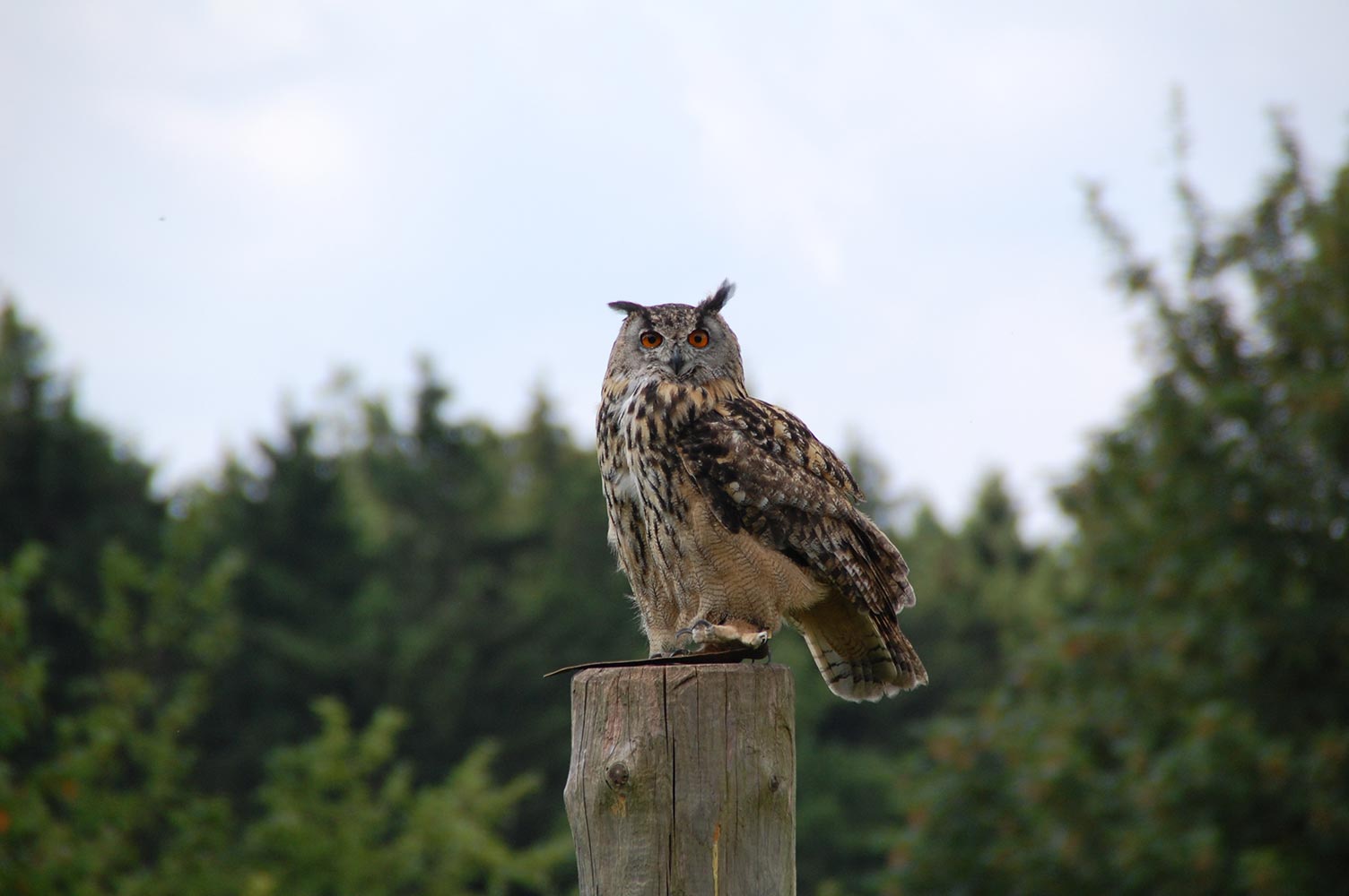 Wildpark Neuhaus – Bild 4