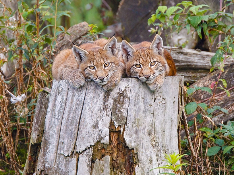 Wildpark Neuhaus – Bild 6