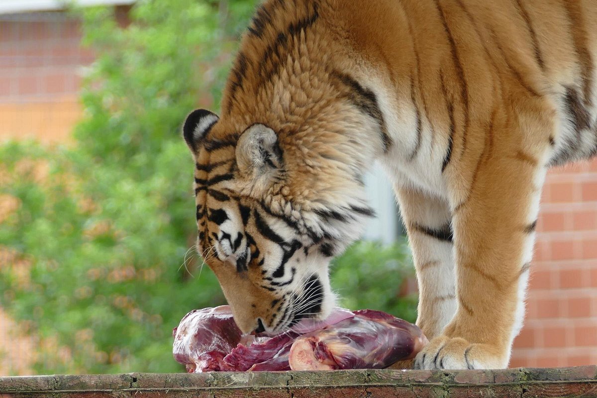 Erlebnis- & Tigerpark Dassow – Bild 2