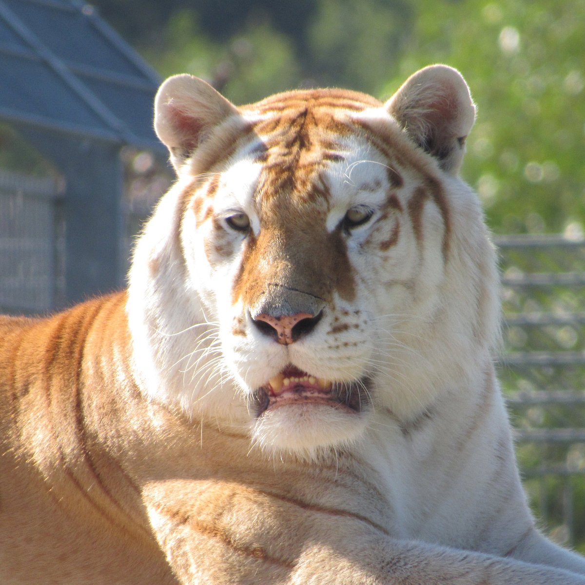 Erlebnis- & Tigerpark Dassow – Bild 6