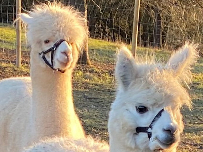 Erlebnis-Bauernhof Vogler – Bild 4